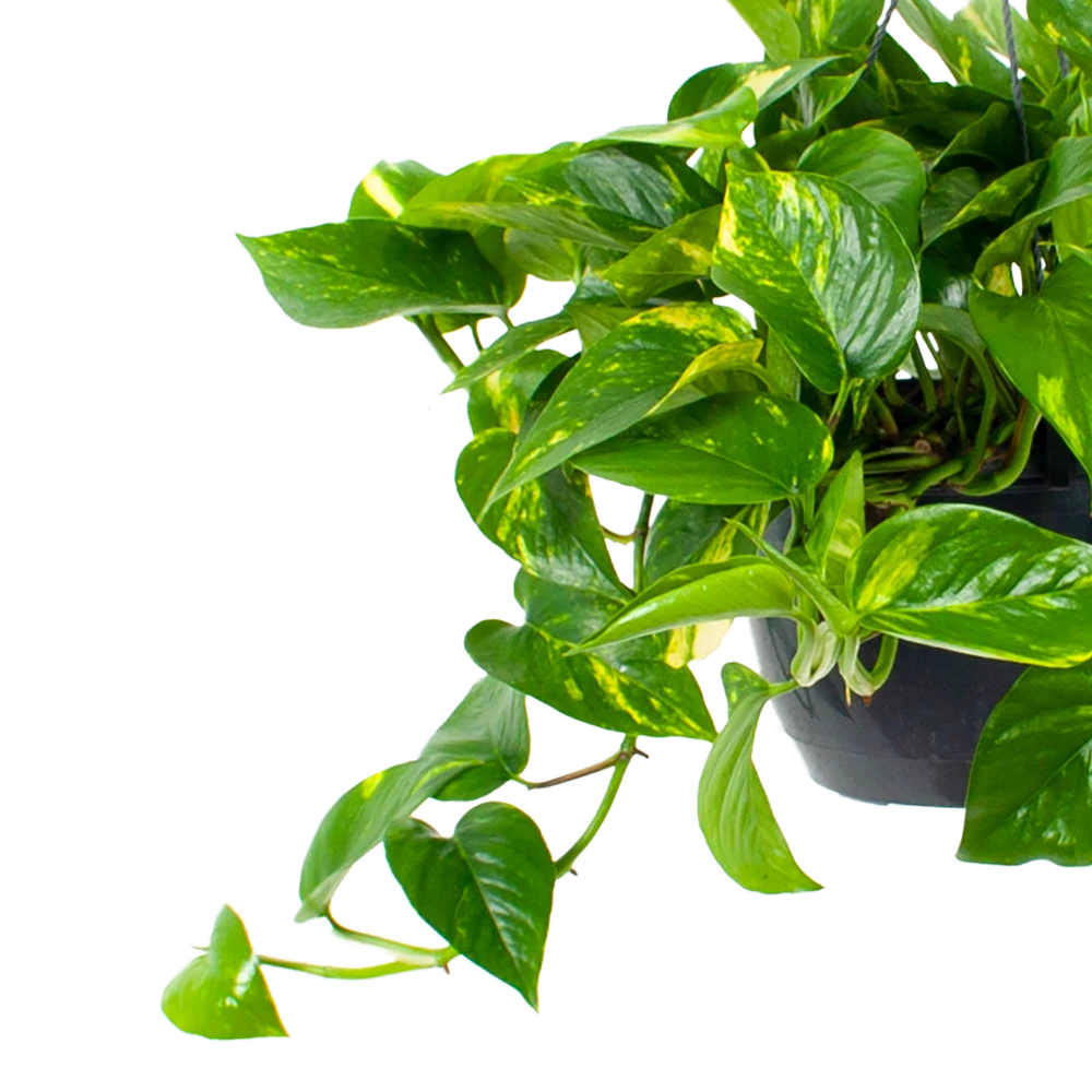 Scindapsus Pinnatum Aureum - Epipremnum - In Hangpot - P17 H35 - Kamerplant 2 Scindapsus Pinnatum Aureum - Epipremnum - In Hangpot - P17 H35 - Kamerplant - Afbeelding 2