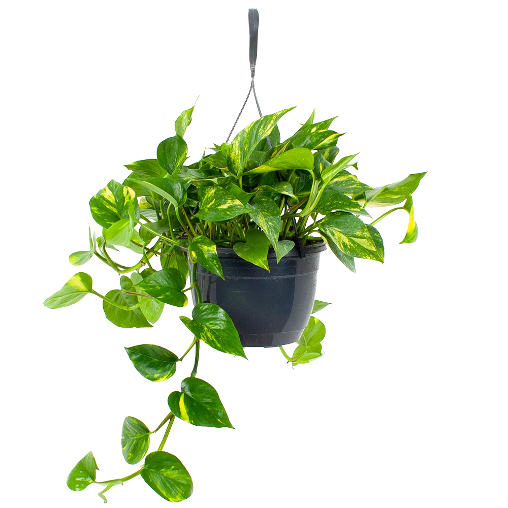 Scindapsus Pinnatum Aureum - Epipremnum - In Hangpot - P20 H40 - Kamerplant 1 Scindapsus Pinnatum Aureum - Epipremnum - In Hangpot - P20 H40 - Kamerplant