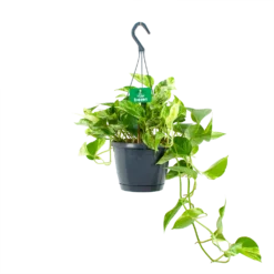 Scindapsus Pinnatum Marble Queen - Epipremnum - Hangpot - P17 H35 - Kamerplant