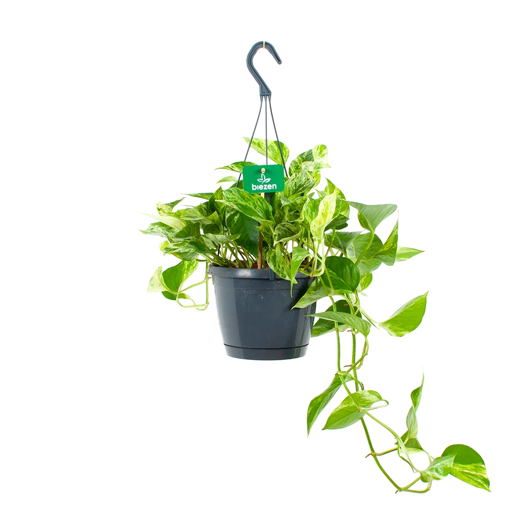 Scindapsus Pinnatum Marble Queen - Epipremnum - Hangpot - P17 H35 - Kamerplant 1 Scindapsus Pinnatum Marble Queen - Epipremnum - Hangpot - P17 H35 - Kamerplant
