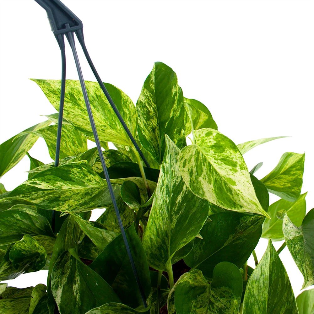 Scindapsus Pinnatum Marble Queen - Epipremnum - Hangpot - P17 H35 - Kamerplant 2 Scindapsus Pinnatum Marble Queen - Epipremnum - Hangpot - P17 H35 - Kamerplant - Afbeelding 2