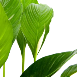 Spathiphyllum Wallisii - Lepelplant - P19 H80 Wit - Kamerplant -Biezen Winkel spathiphyllum wallisii lepelplant p19 h80 wit 6