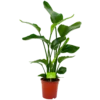 Strelitzia Nicolai - Paradijsvogelpant - P19 H80 - Kamerplant