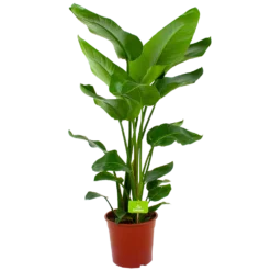 Strelitzia Nicolai - Paradijsvogelpant - P24 H100 - Kamerplant