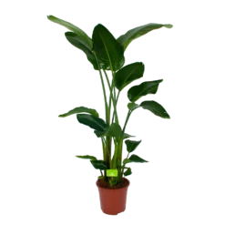 Strelitzia Nicolai - Paradijsvogelpant - P27 H180 - Kamerplant