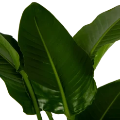 Strelitzia Nicolai - Paradijsvogelpant - P27 H180 - Kamerplant -Biezen Winkel strelitzia nicolai paradijsvogelpant p27 h180 6 2