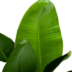 Strelitzia Nicolai - Paradijsvogelpant - P28 H130 - Kamerplant -Biezen Winkel strelitzia nicolai paradijsvogelpant p28 h130 6