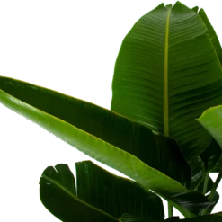 Strelitzia Nicolai - Paradijsvogelpant - P32 H170 - Kamerplant -Biezen Winkel strelitzia nicolai paradijsvogelpant p32 h170 6