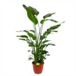 Strelitzia Nicolai - Paradijsvogelpant - P36 H170 - Kamerplant