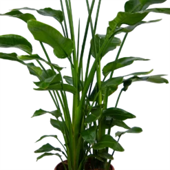 Strelitzia Nicolai - Paradijsvogelpant - P36 H170 - Kamerplant -Biezen Winkel strelitzia nicolai paradijsvogelpant p36 h170 kamerplant 4 1