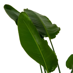 Strelitzia Nicolai - Paradijsvogelpant - P36 H170 - Kamerplant -Biezen Winkel strelitzia nicolai paradijsvogelpant p36 h170 kamerplant 6