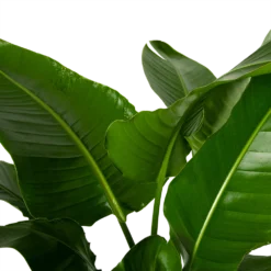 Strelitzia Nicolai - Paradijsvogelpant - P38 H160 - Kamerplant -Biezen Winkel strelitzia nicolai paradijsvogelpant p38 h160 4