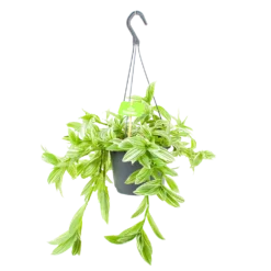 Tradescantia Ivory Hill - Vaderplant - In Hangpot - P17 H40 - Kamerplant