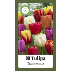 Tulipa Triumph Mix - 80st - Bloembollen - JUB Holland