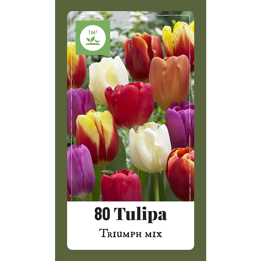 Tulipa Triumph Mix - 80st - Bloembollen - JUB Holland 1 Tulipa Triumph Mix - 80st - Bloembollen - JUB Holland