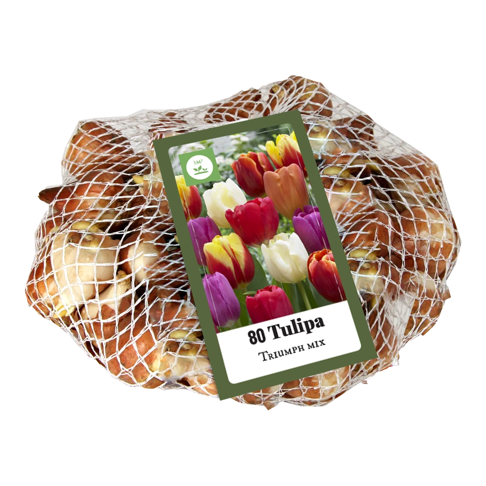 Tulipa Triumph Mix - 80st - Bloembollen - JUB Holland 2 Tulipa Triumph Mix - 80st - Bloembollen - JUB Holland - Afbeelding 2