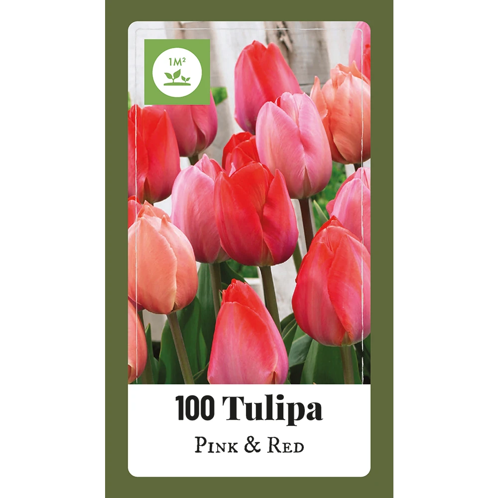 Tulipa Triumph Roze & Rood - 100st - Bloembollen - JUB Holland 1 Tulipa Triumph Roze & Rood - 100st - Bloembollen - JUB Holland
