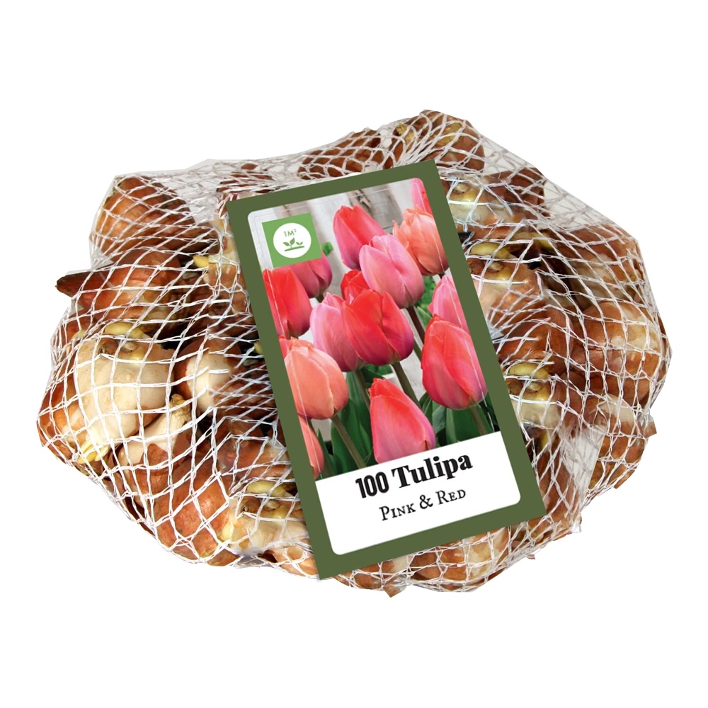 Tulipa Triumph Roze & Rood - 100st - Bloembollen - JUB Holland 2 Tulipa Triumph Roze & Rood - 100st - Bloembollen - JUB Holland - Afbeelding 2