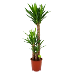 Yucca - Palmlelie - P24 H120 - Kamerplant