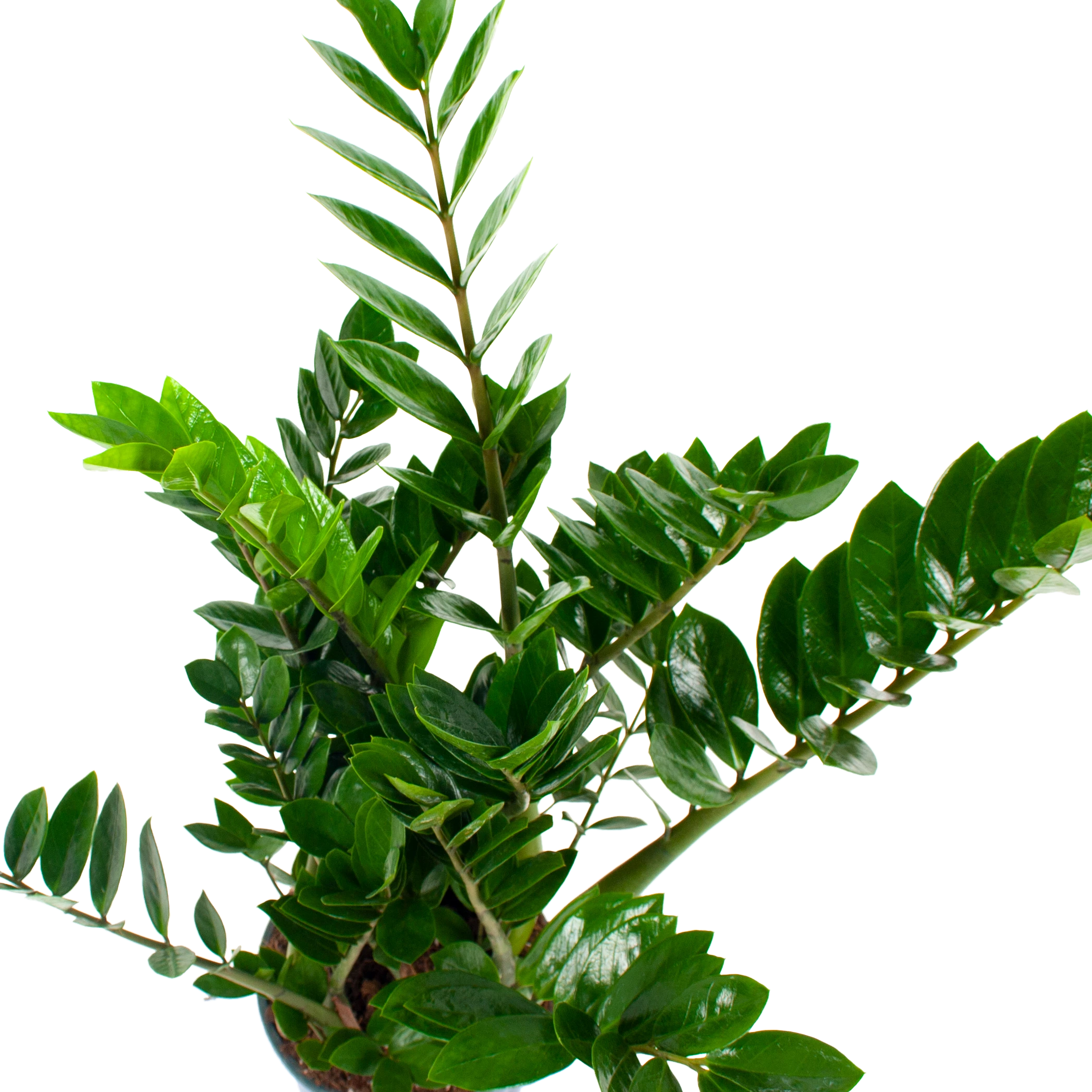 Zamioculcas Zamiifolia - Emerald Palm - P21 H80 - Kamerplant 2 Zamioculcas Zamiifolia - Emerald Palm - P21 H80 - Kamerplant - Afbeelding 2